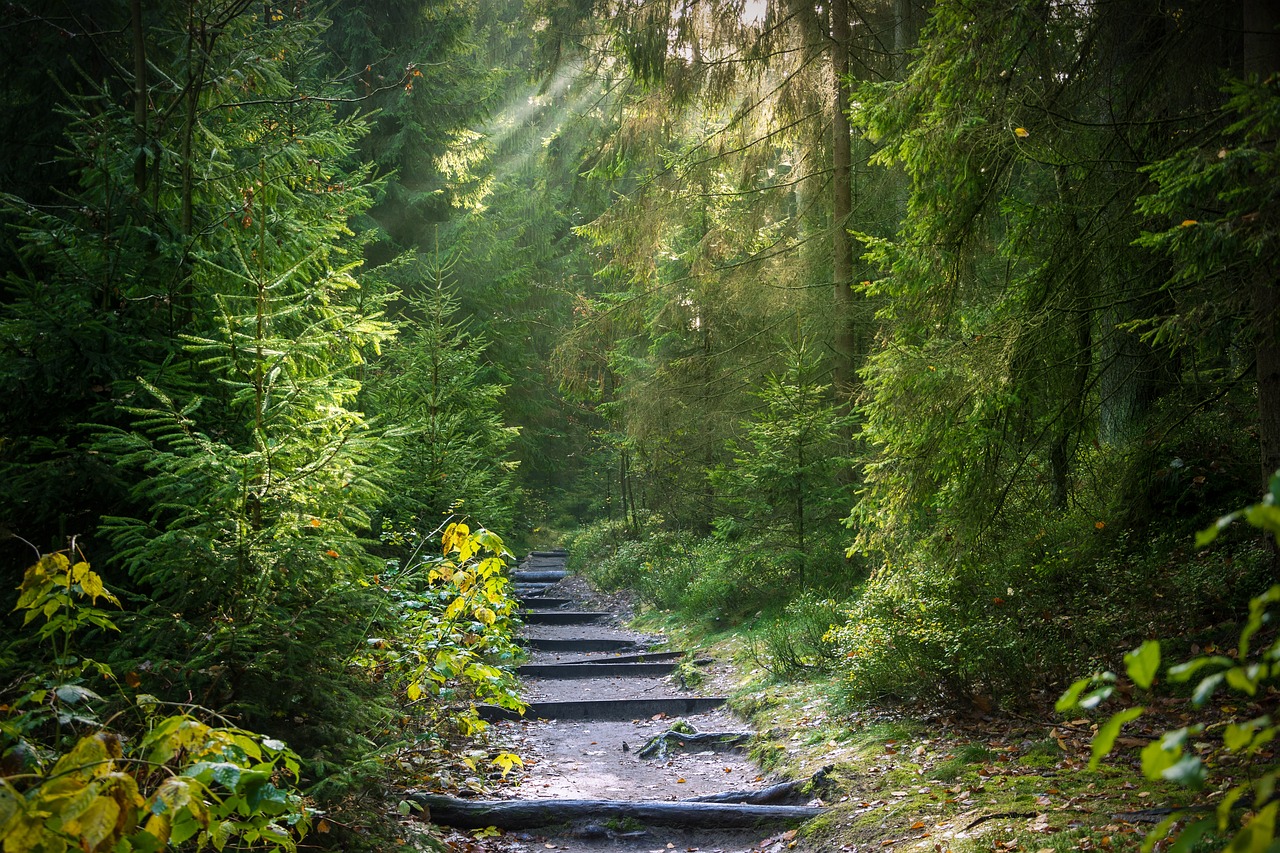 Forest — the healing path