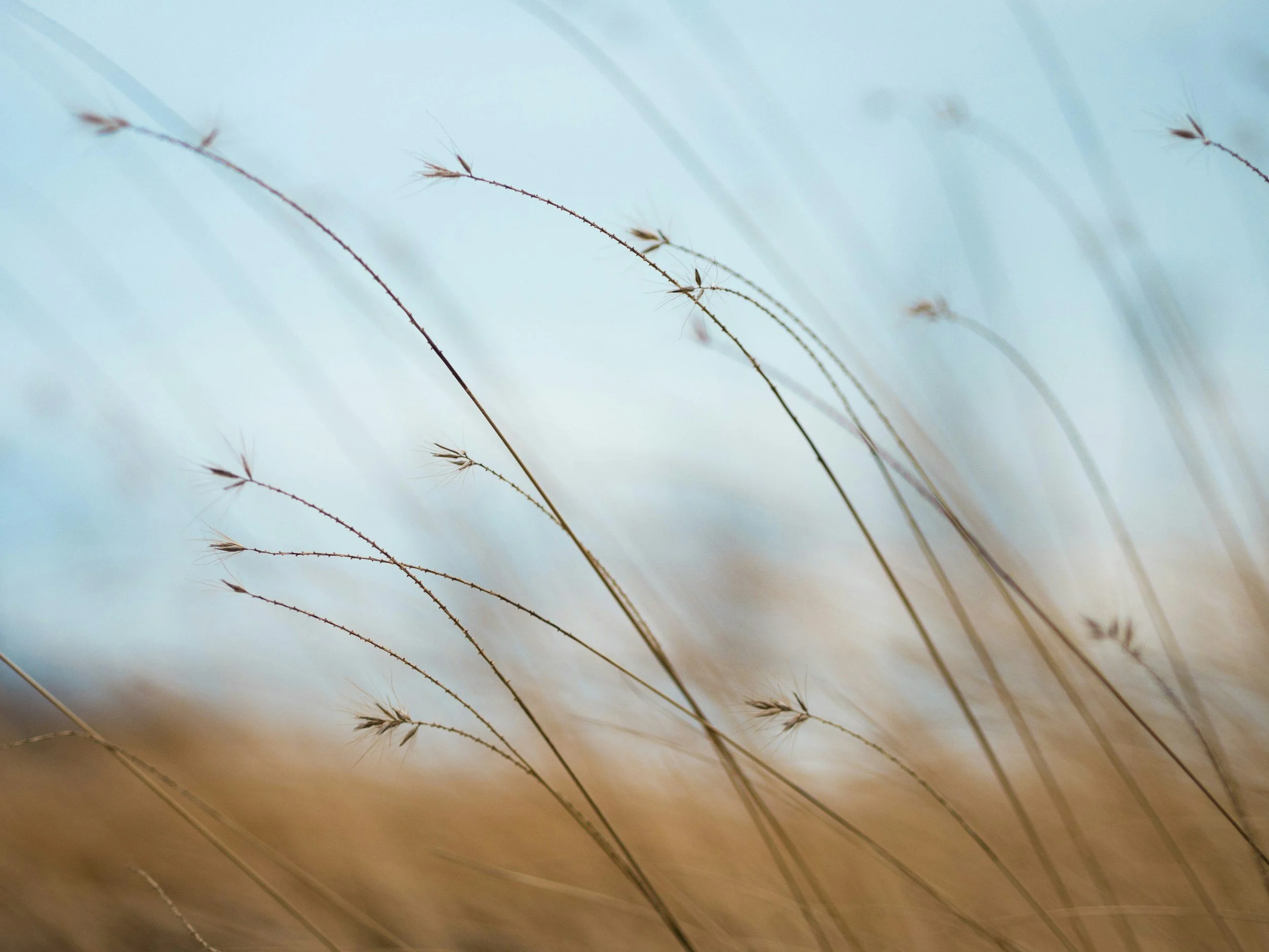 A scene of aligned living